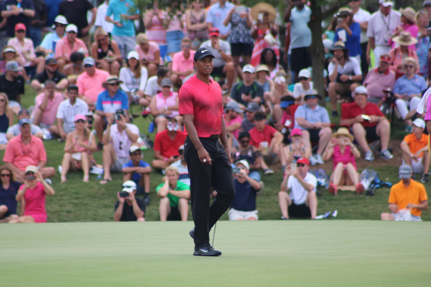 Tiger Woods walks around a green as fans gaze in amazement from afar.